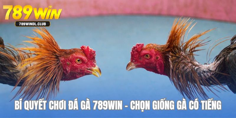 Lựa chọn kỹ càng về giống gà đá có tiếng là bí quyết chơi đá gà hay