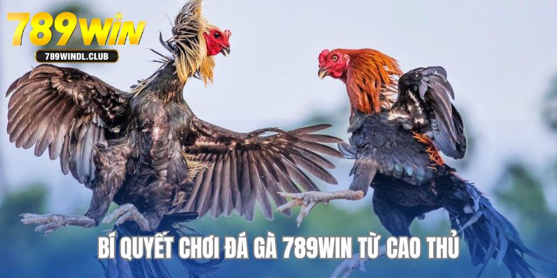 Khám phá ngay các bí quyết chơi đá gà từ chuyên gia