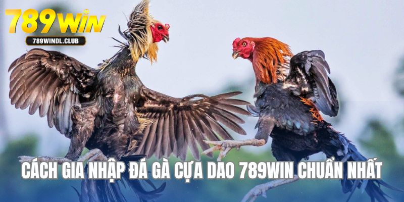 Khám phá cách gia nhập đá gà cựa dao đúng nhất cho người mới
