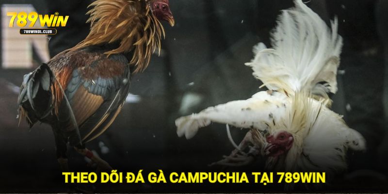 Lý do nên theo dõi đá gà Campuchia tại trang 789WIN