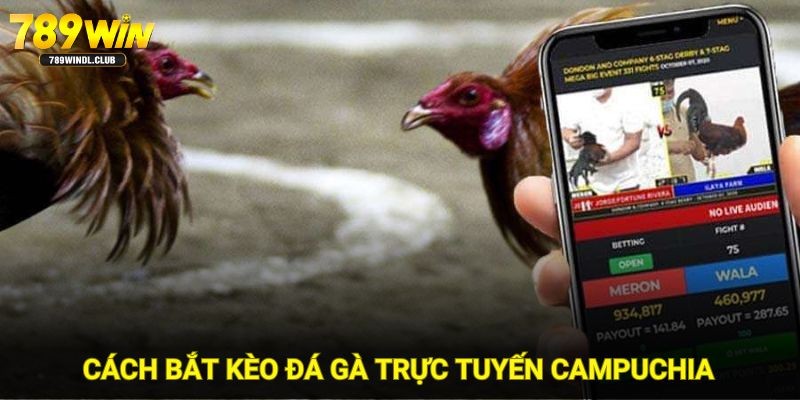 Cách bắt kèo đá gà trực tuyến Campuchia tại 789WIN