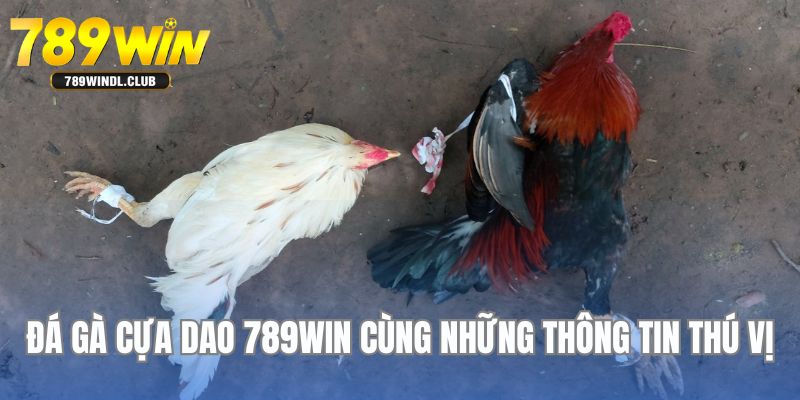 Thông tin tổng quan thú vị có thể chưa biết về hình thức đá gà cựa dao 