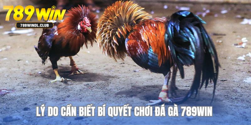 Vì sao anh em cần biết về chuyên mục bí quyết chơi đá gà tại 789WIN